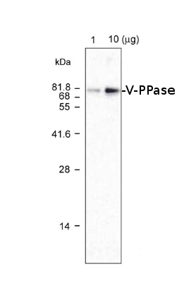 western blot detection using anti-V-PPase antibodies 